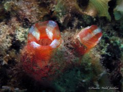 Red-Throated Ascidian photo 5