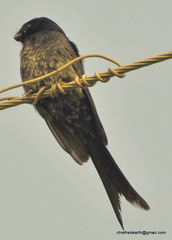 Dicrurus macrocercus