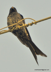 Dicrurus macrocercus