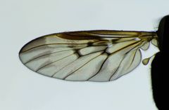 Sylvicola neozelandicus