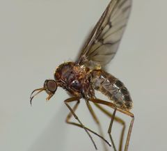 Sylvicola neozelandicus