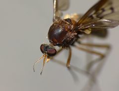 Sylvicola neozelandicus