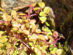 Epilobium brunnescens