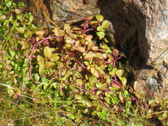 Epilobium brunnescens