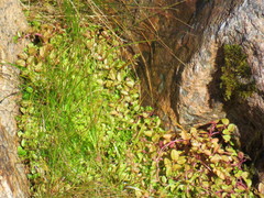Epilobium brunnescens