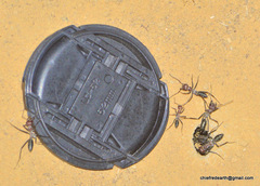 Cataglyphis longipedem