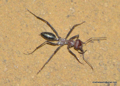 Cataglyphis longipedem