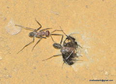 Cataglyphis longipedem
