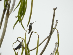 Heliomaster squamosus