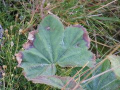 Alchemilla vulgaris