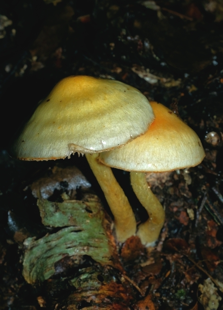 Cortinarius tessiae
