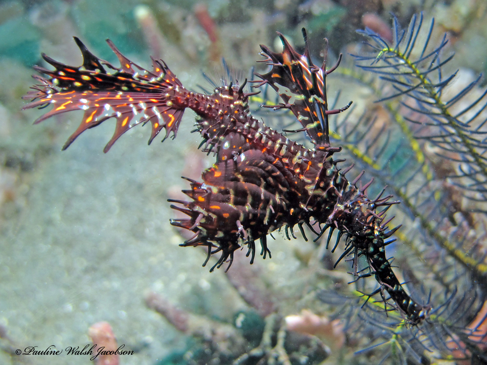 Ornate Ghost Pipefish