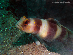 Giant Shrimp-Goby photo 2