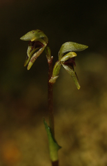 Townsonia deflexa