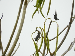 Heliomaster squamosus