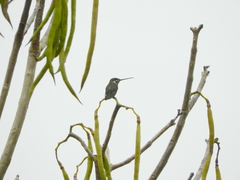 Heliomaster squamosus