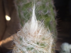 Oreocereus trollii
