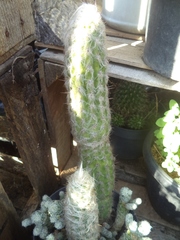 Oreocereus trollii