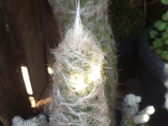 Oreocereus trollii