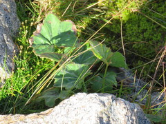 Alchemilla vulgaris