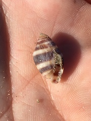 Ellobiidae