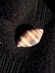 Ellobiidae