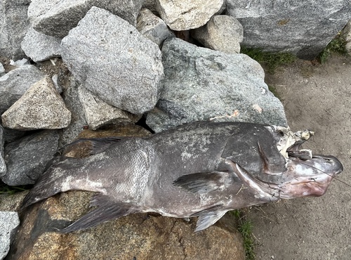 Photo of broomtail grouper (Mycteroperca xenarcha)