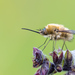 Bombylius venosus - Photo (c) Ralph Martin, some rights reserved (CC BY-NC-ND), uploaded by Ralph Martin