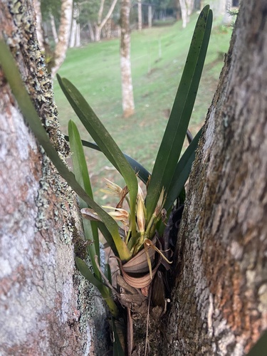 Foto de Maxilaria