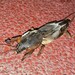 Gryllotalpa gryllotalpa - Photo (c) uzel, algunos derechos reservados (CC BY-NC)