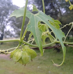 Sechiopsis tetraptera