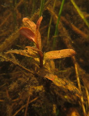 Rotala