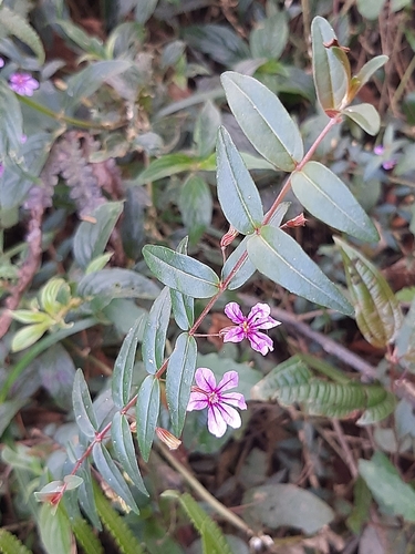 Cuphea polymorpha (Cuphea polymorpha)