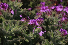 Pelargonium cucullatum cucullatum