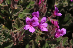 Pelargonium cucullatum cucullatum