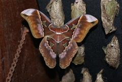 Rothschildia triloba