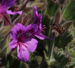 Pelargonium cucullatum cucullatum
