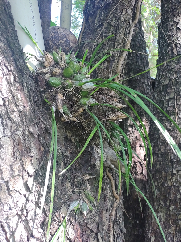Encyclia xipheres