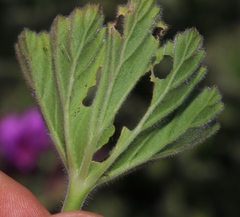 Pelargonium cucullatum cucullatum