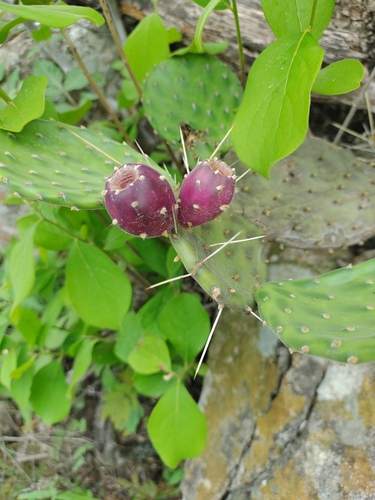 Image of Opuntia decumbens by (c) Olvin Wilfredo Oyuela, some rights reserved (CC BY-SA)