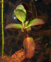 Rotala