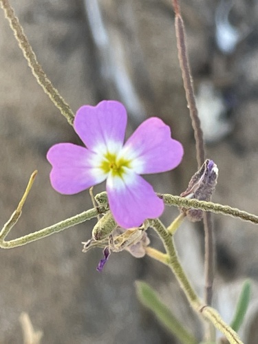 Marcus-Kochia triloba image