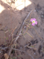 Marcus-Kochia triloba image