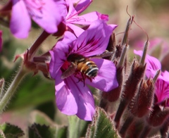 Pelargonium cucullatum cucullatum