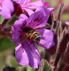 Pelargonium cucullatum cucullatum