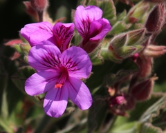 Pelargonium cucullatum cucullatum