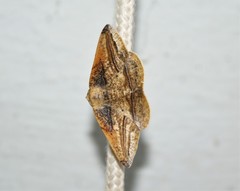 Image of Bassania crocallinaria