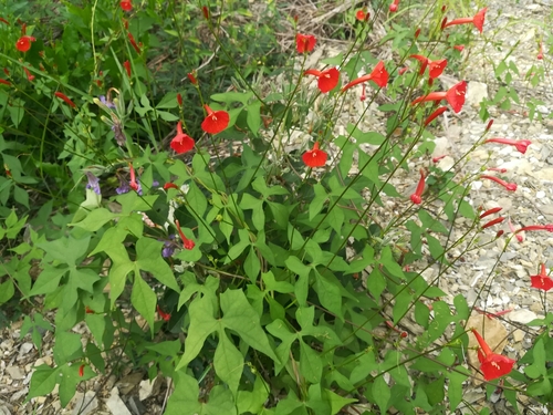 Ipomoea hederifolia iNat (1)