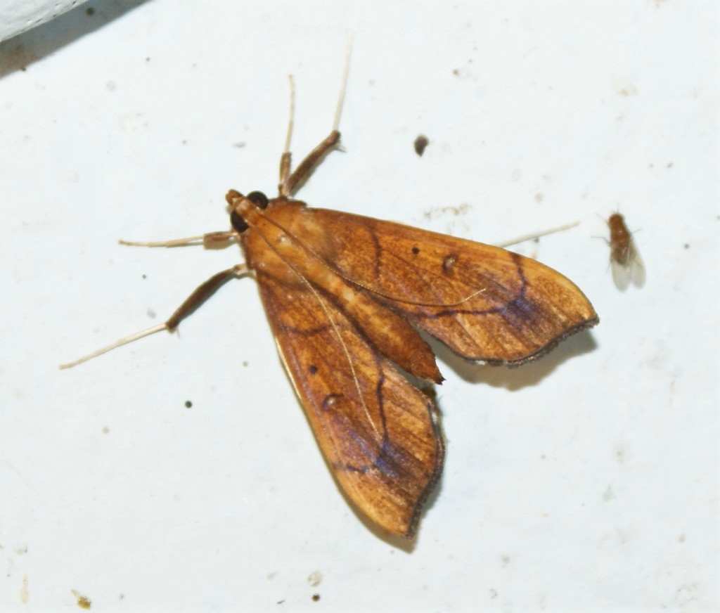 Anarmodia repandalis