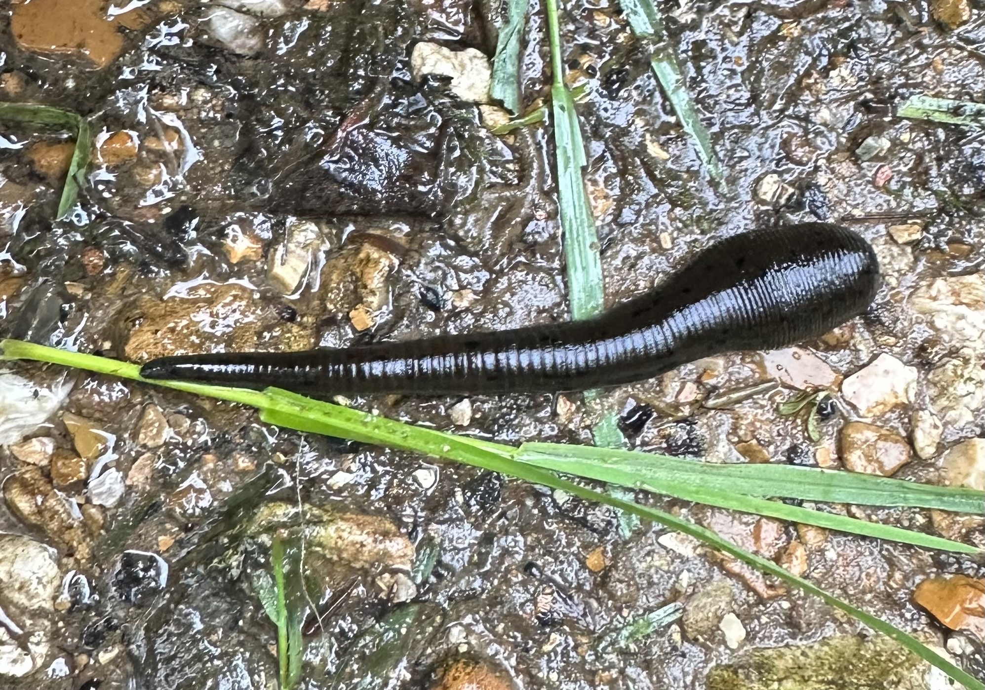 Hirudinidae